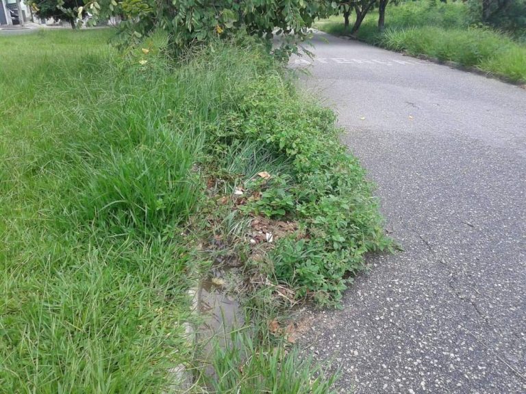 Prefeitura some, mato cresce e morador age: a realidade da ‘melhor cidade do Brasil para se viver’ – segundo tiktoker e as vezes Prefeito