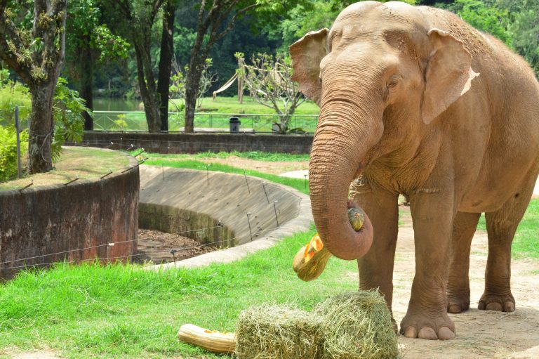Justiça suspende transferência do elefante Sandro e ele permanece no Zoológico de Sorocaba