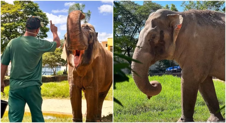 A “idiotice” do Ministério Público de São Paulo no caso do elefante Sandro